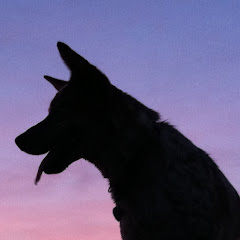 Skyler the Surfing Dog Henardアイコン画像