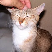 りんぷーの動画倉庫