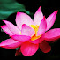 rGDrCnCUMNY-channel-avatar-PaknamDhamma