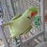 vLEg9CPlIPk-channel-avatar-Kiwi green