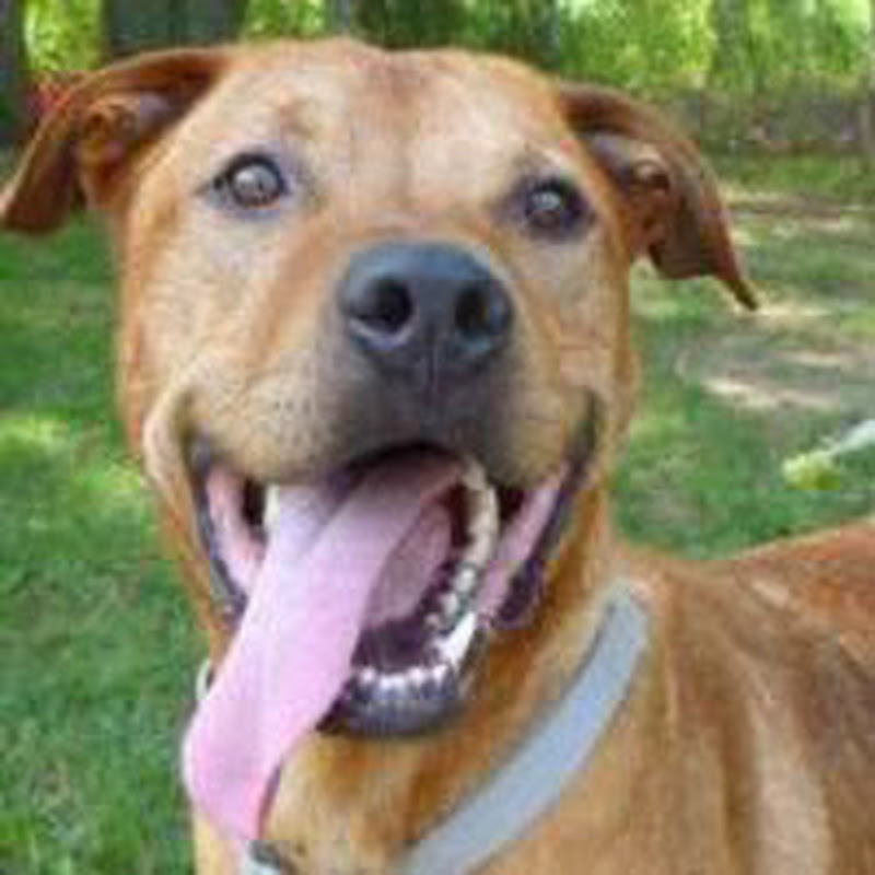 Dog Food Insider