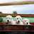 Bostick EnglishGoldens