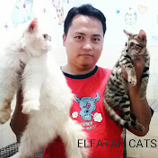 El Fatah Cats - Kucing Probolinggo