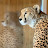 I_am_cheetah