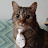 @GuayabaTheCat