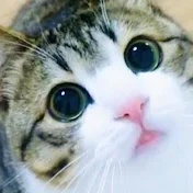 猫のすずめちゃんねる