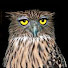 zvPePMWuGVI-channel-avatar-GlassyEyedVideo