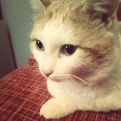 CatDany — Asmongold Highlights Avatar