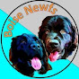 Baloo and Miss Bianca the Newfies logo