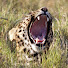 dFTTn-Co5F8-channel-avatar-Molurus73