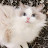 @둘킹바르사체