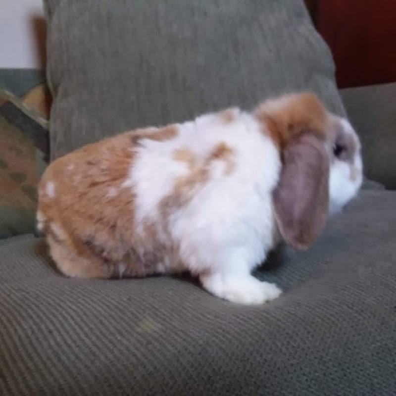 Everything Rabbits