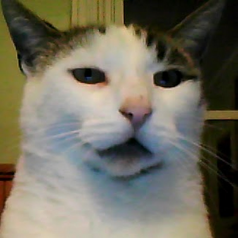 CoolNeon CatsRule