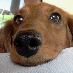 SANCTUARY-聖域-アイコン画像