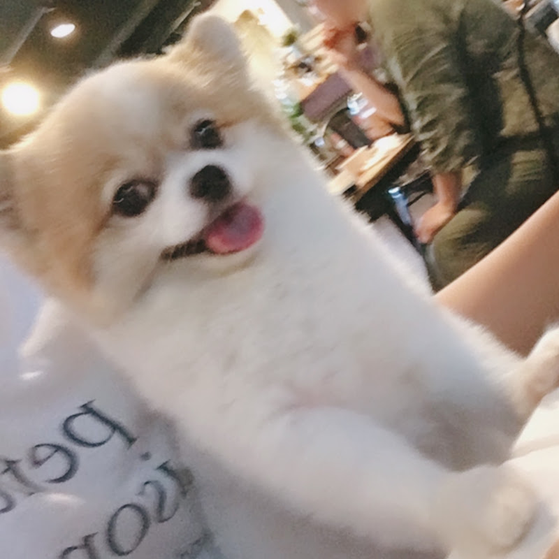 Kim모모