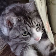 。いっちー