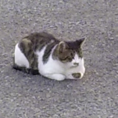 ヒロアマアイコン画像