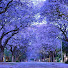 ztzq05IzYds-channel-avatar-Jacaranda
