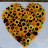 Premium Sunflowers - Theo´s Sunflower Info