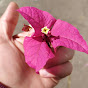 Fan Bougainvillea logo