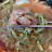 @고기냉면-l7g