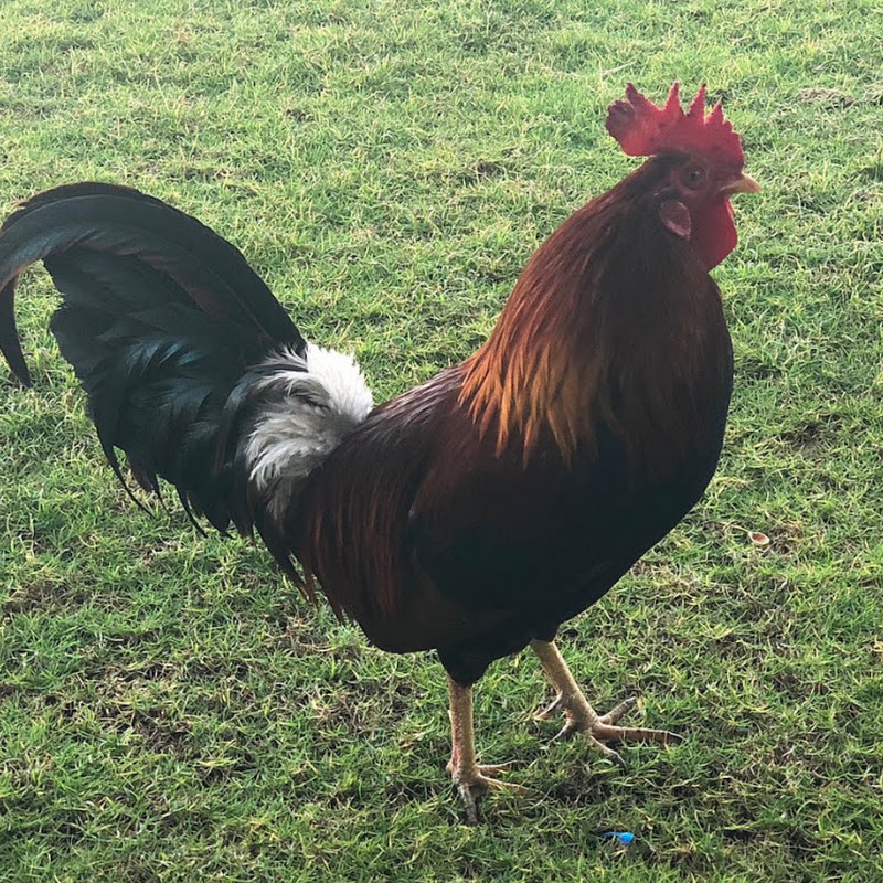Rooster Vlogs