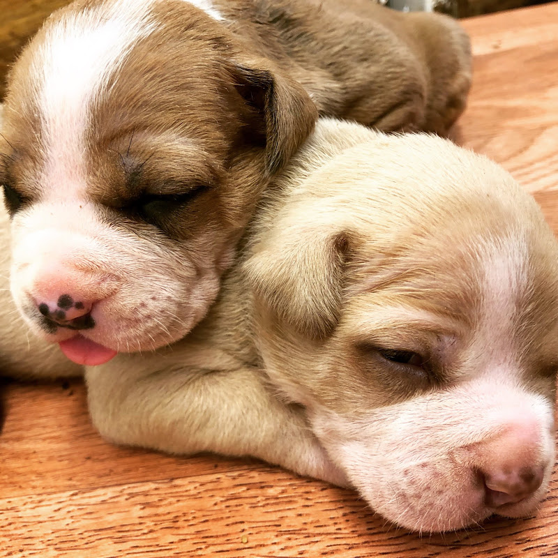DarkDynastyK9s Puppies icon