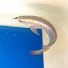 R75c_PyNdiQ-channel-avatar-The Simple Aquarist