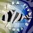 arY7SViuHvU-channel-avatar-ZEBRA fishing channel
