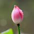Bgovo9fi5Zg-channel-avatar-ခင်မောင်မောင်လွင်