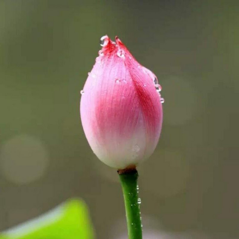 ခင်မောင်မောင်လွင်