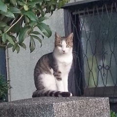 紅の鯖缶