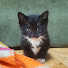 S1f61AkYIjA-channel-avatar-아빠와 고양이 Dad and Cats