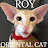 Oriental Cat Roy