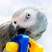 ヨウムのさんちゃん