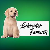 Labrador Forever