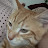 @dawnlash230's avatar