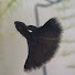 4-yTpsQwc-E-channel-avatar-Guppy Nutty NZ