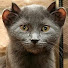 Jv08vnIlnIw-channel-avatar-UsefulClips