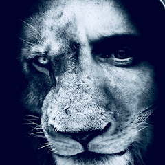 LION Media Avatar