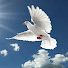 CoG1K9VANSQ-channel-avatar-Amazing Birds Pakistan