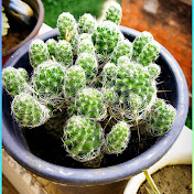 Naturelover and Creativity