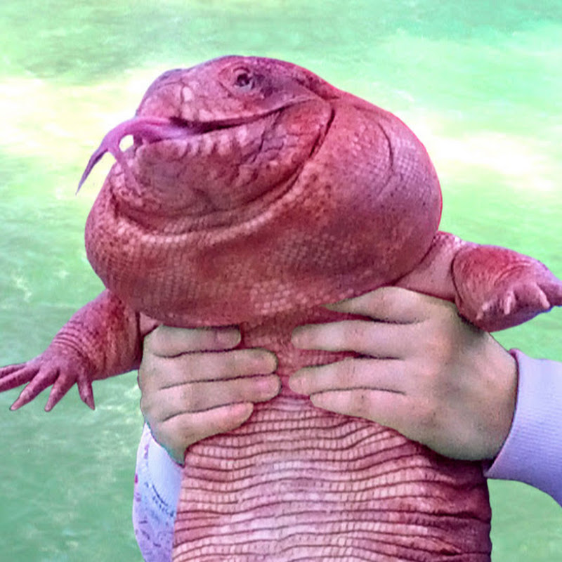 MacGyver the Lizard