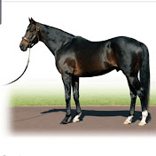 Sirka Bloodstock