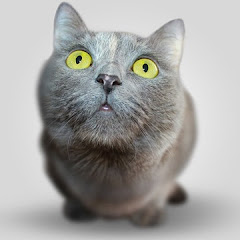 海外が感動するニッポン大好き!アイコン画像