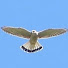 coAhYsTBHBo-channel-avatar-Freebird Of Reason Falconry