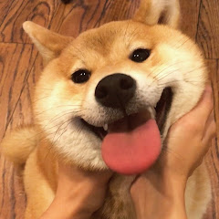 Oka the Shiba Inu 柴犬Oka avatar