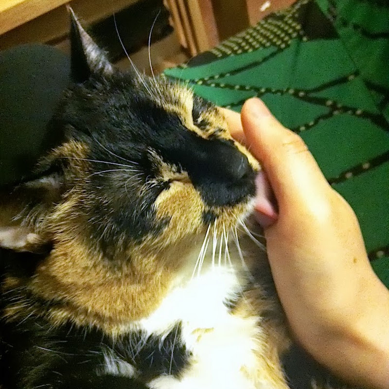 Penelope Cat