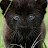 avatar of @pantherthunder7916