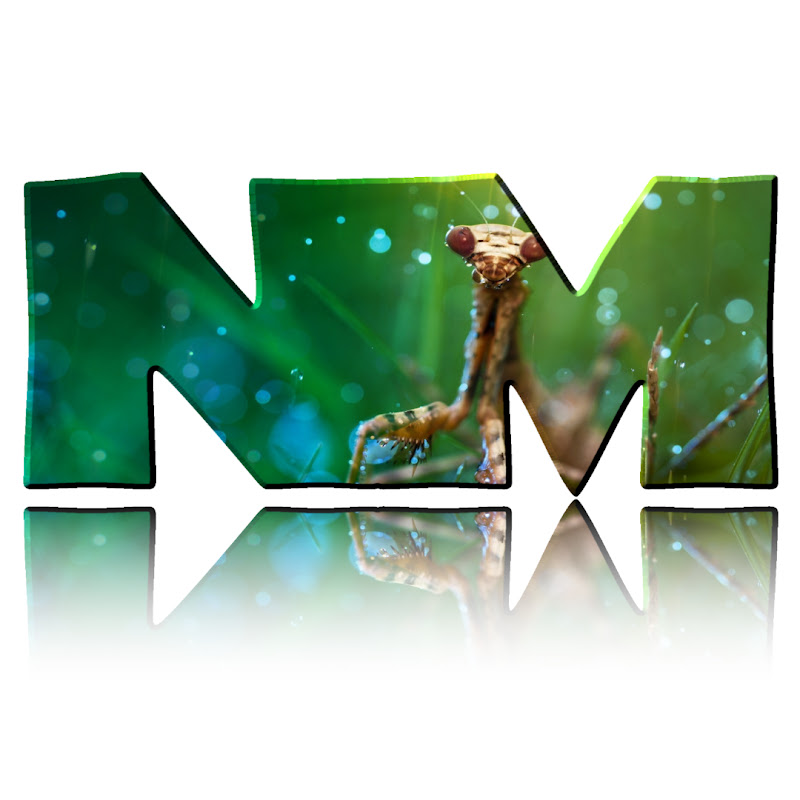 Nocturnal Mantis
